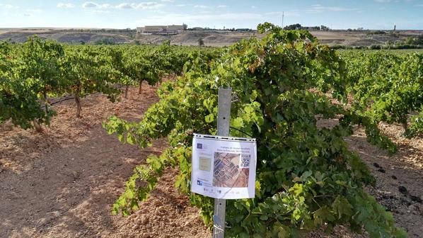 CAMPOS DE ENSAYO DE VIÑAS PARA VENDIMIA SOSTENIBLE